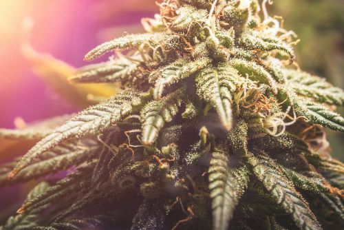 cookies and cream strain 