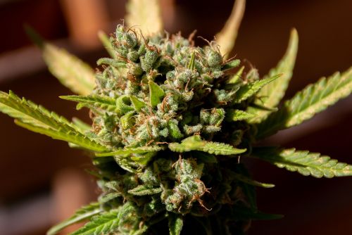 ejemplar de gelato strain