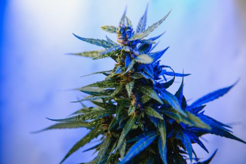 forbidden fruit strain