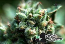guava strain