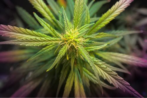 guava strain
