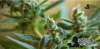 Gush Mintz strain: Opiniones y Efectos gush mintz strain