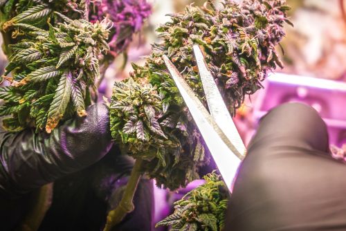 Maui Wowie strain 