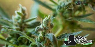 Mimosa strain marihuana: Opiniones y Efectos mimosa strain