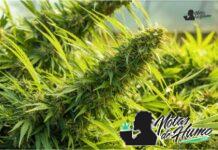 Mochi strain marihuana: Opiniones y Efectos mochi strain