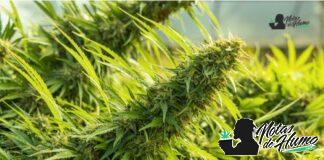 Mochi strain marihuana: Opiniones y Efectos mochi strain