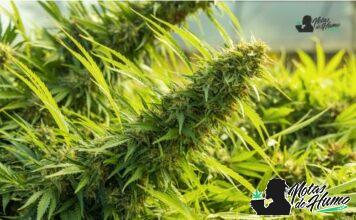 Mochi strain marihuana: Opiniones y Efectos mochi strain