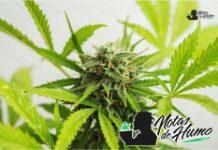 Pink Lemonade strain marihuana: Opiniones y Efectos pink lemonade strain