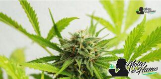 Pink Lemonade strain marihuana: Opiniones y Efectos pink lemonade strain