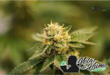 Rainbow sherbet strain