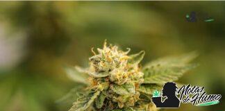 Rainbow sherbet strain Rainbow sherbet strain