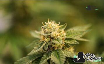 Rainbow sherbet strain