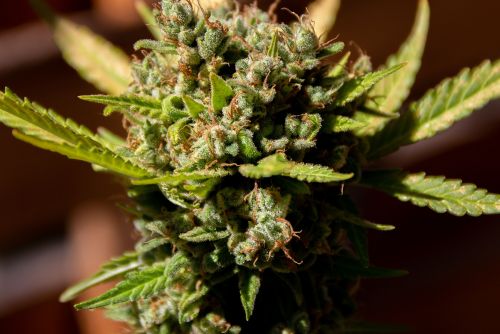 rainbow sherbet strain