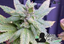 rutz strain