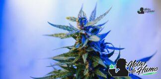 Zkittlez strain o La Original Z: Opiniones y Efectos the original strain