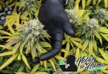 White Truffle strain marihuana: Opiniones y Efectos white truffle strain