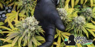 White Truffle strain marihuana: Opiniones y Efectos white truffle strain