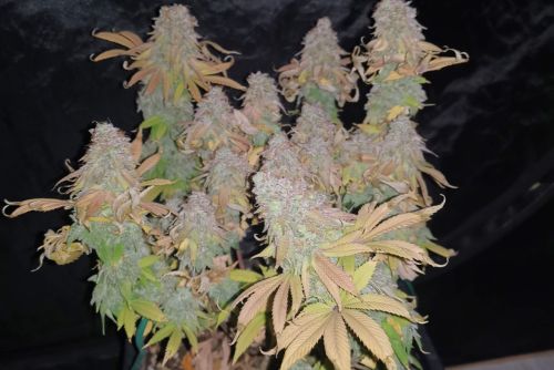 Alien OG strain
