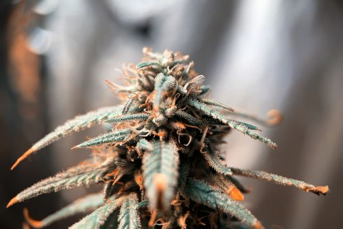 Alien OG strain