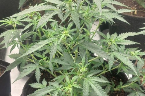 Animal Cookies strain
