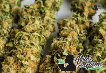 Banana Kush strain