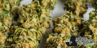 Banana Kush strain marihuana: Opiniones y Efectos Banana Kush strain