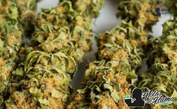 Banana Kush strain marihuana: Opiniones y Efectos Banana Kush strain