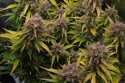Berry White strain