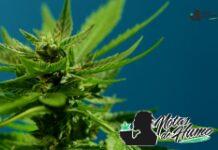 Berry White strain