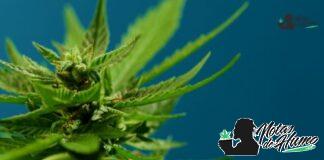 Berry White strain marihuana: Opiniones y Efectos Berry White strain