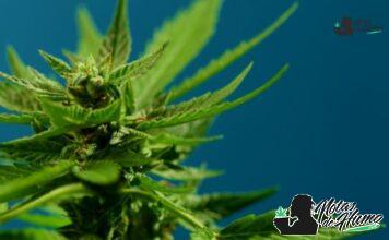 Berry White strain marihuana: Opiniones y Efectos Berry White strain