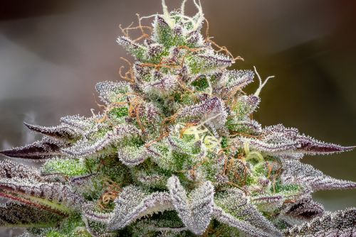 Black Cherry Gelato strain