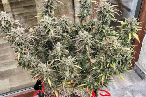 Black Truffle strain