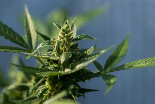 Black Truffle strain