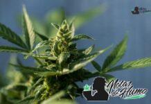 Black Truffle strain