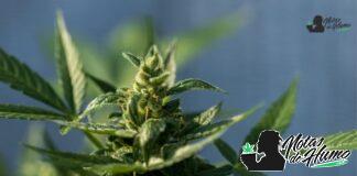 Black Truffle strain