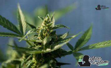 Black Truffle strain