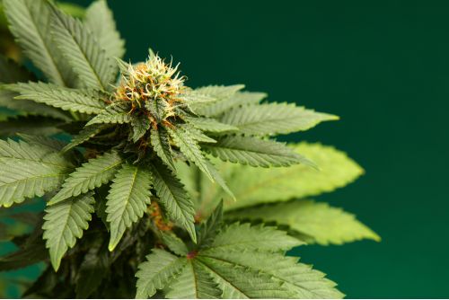 Blackberry Kush strain