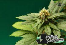 Blackberry Kush strain