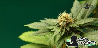 Blackberry Kush strain