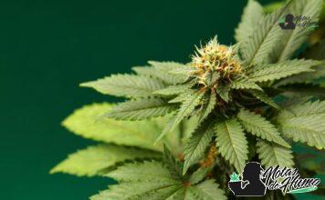 Blackberry Kush strain