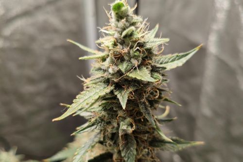 Blackberry strain