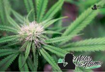 Blackberry strain marihuana: Opiniones y Efectos Blackberry strain