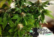 Blue Runtz strain marihuana: Opiniones y Efectos Blue Runtz strain