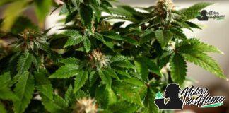 Blue Runtz strain marihuana: Opiniones y Efectos Blue Runtz strain