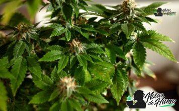 Blue Runtz strain