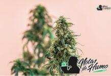 Blueberry Cookies strain marihuana: Opiniones y Efectos