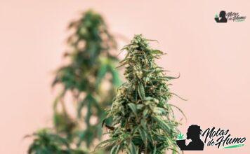 Blueberry Cookies strain marihuana: Opiniones y Efectos
