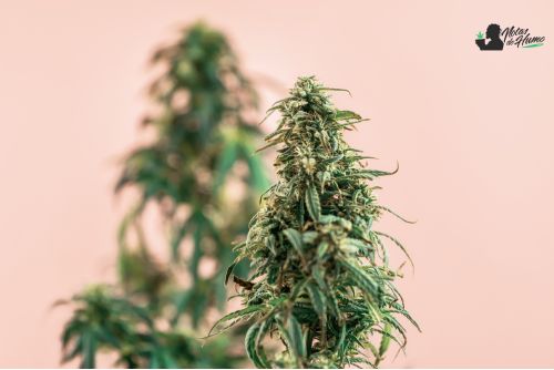 Blueberry-Cookies-strain-logo.jpg