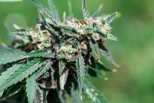 Candyland strain